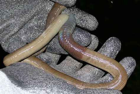 Meet Australia's Giant Gippsland Earthworm, The World's Biggest Worm