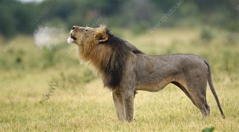 Male African lion roaring - Stock Image - F023/2678 - Science Photo Library