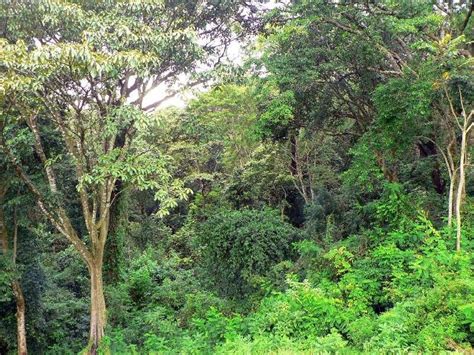 Kakamega Forest National Reserve, where time has stopped :: Watamukenya ...