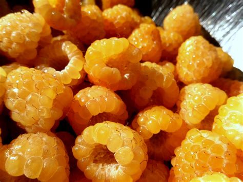 Teach Me to Walk: Personal Blog: Golden Raspberries