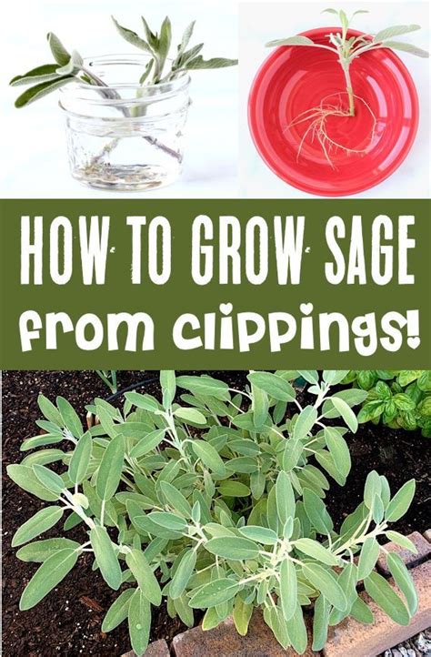 How to Grow Sage from Cuttings in Water! {Easy Herb Garden Trick ...