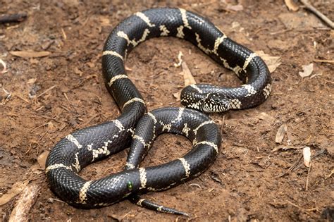 Eastern Kingsnake | South Carolina Partners in Amphibian and Reptile ...