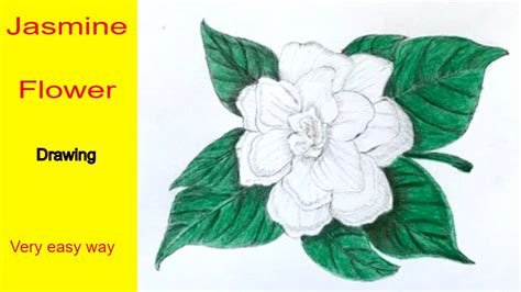 Jasmine Flower Drawing - Aldisastr