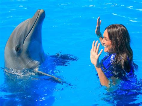 Dolphin Intelligence: How Smart Are Dolphins? | Vallarta Adventures