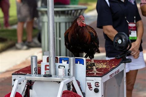 South Carolina's live mascot now named The General - The Daily Gamecock ...