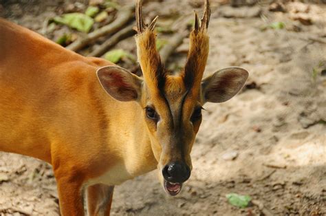 Cambodian Wildlife | Page 6 | SkyscraperCity Forum