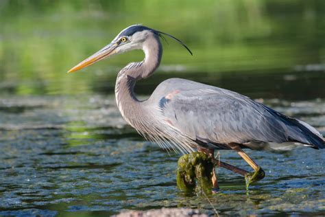 15 amazing birds to see in Everglades | TourismInFlorida.com