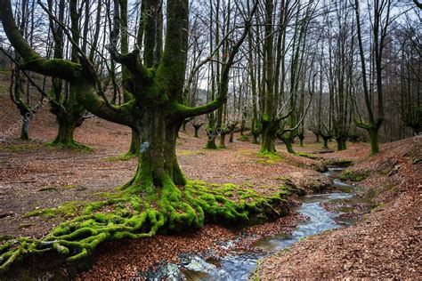 Beech tree in forest — Stock Photo © lcagiao #89133482