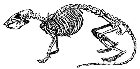 Rat Skeletal System Diagram | Quizlet