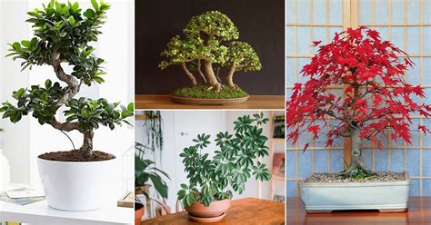 12 Best Indoor Bonsai Trees for Beginners | Balcony Garden Web