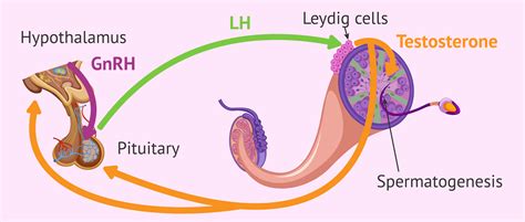 Role of LH in spermatogenesis