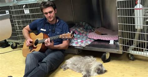 Cat Gets Surgery, But When He’s In Pain After, Vet Does The Strangest ...