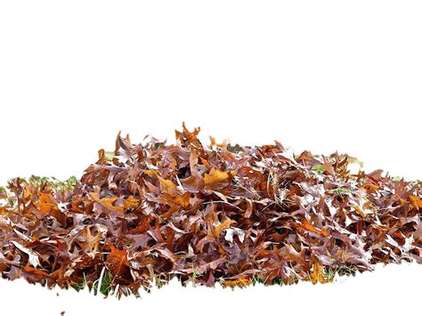 Leaves Pile Png