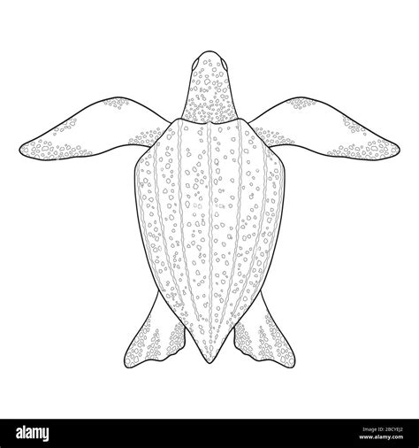 How To Draw A Leatherback Turtle - Vastexamination2