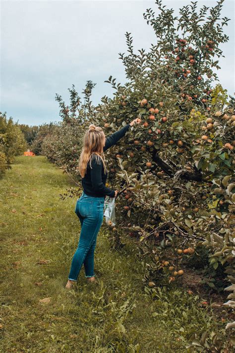 apple picking, apple orchard photoshoot, lifestyle photoshoot | Apple ...