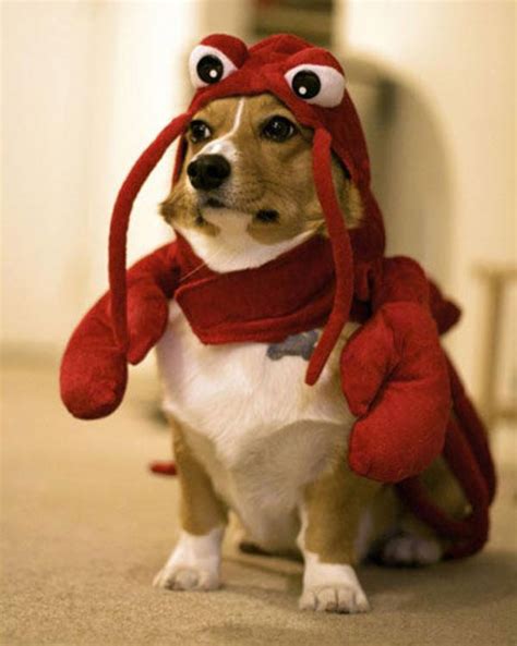 lobster dog Blank Template - Imgflip