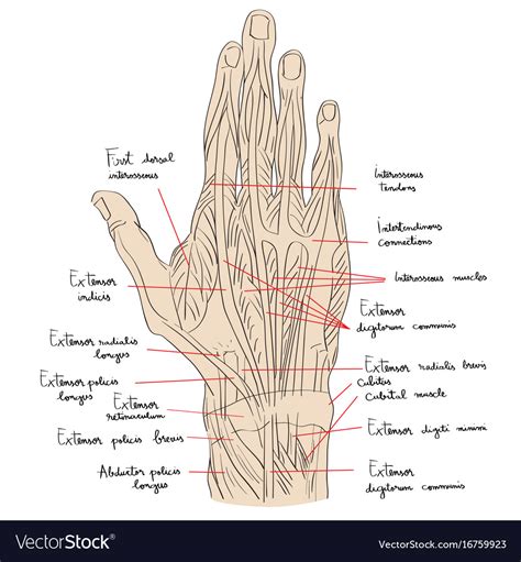 Dorsum Anatomy