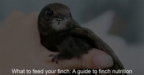 What to feed your finch: A guide to finch nutrition - Bird Is A Friends