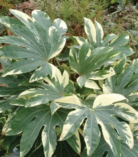 Variegated Fatsia Japonica | Etsy