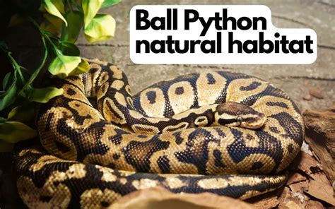 Ball Python Natural Habitat – Understanding their origins – BALL PYTHON ...