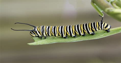 Monarch Butterfly Caterpillar Look Alike