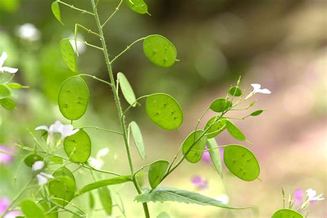 Lunaria (Silver Dollar Plant): Care & Growing Guide