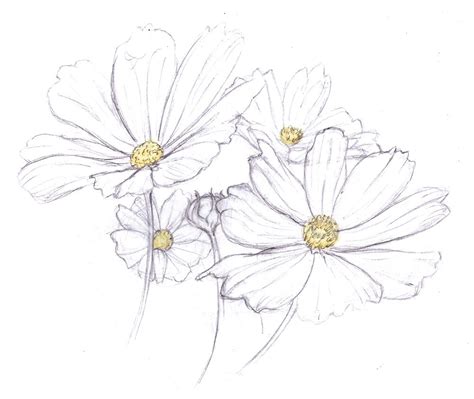 Daisies | Flower sketches, Flower drawing, Drawings