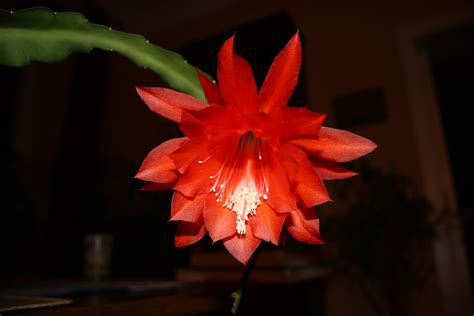 Free photo: Red cactus flowers - Cacti, Cactus, Flower - Free Download ...