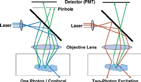 Effect of Scattering in Confocal Microscopy and Two-Photon Excitation ...