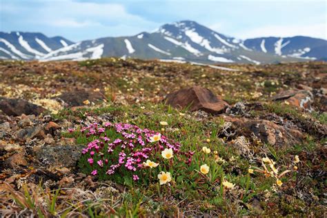 Vegetation is a key driver of energy flux in the Arctic - Earth.com