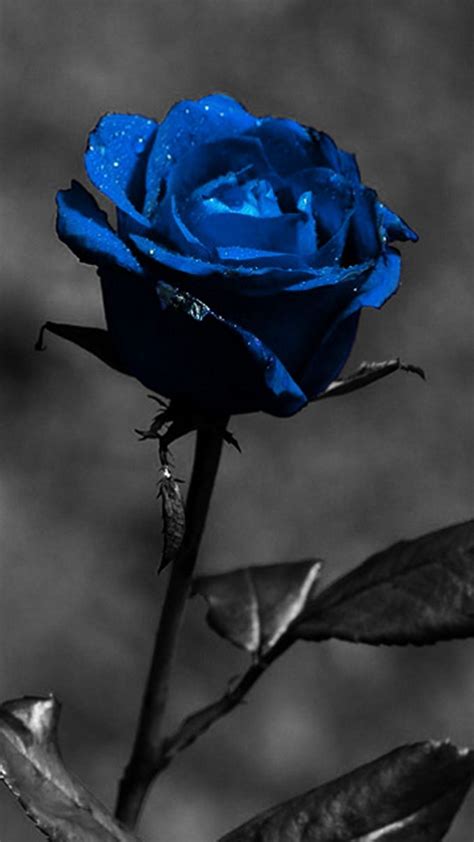 Blue Rose Phone 4k Wallpapers - Wallpaper Cave