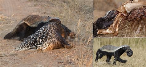 The Honey Badger - Africa Geographic