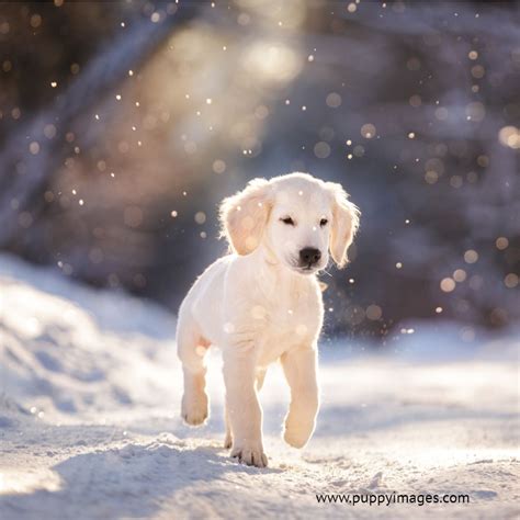 Golden Retriever Puppy In Snow | Dogs golden retriever, Snow dogs ...