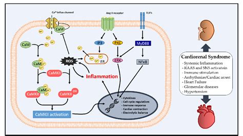 Figure 1 from An Overview of the Role of Calcium/Calmodulin-Dependent ...