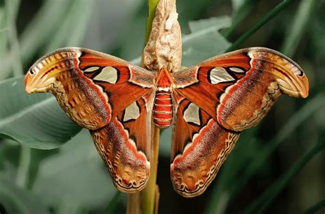 Atlas Moth | The Animal Facts | Appearance, Diet, Habitat, Behavior