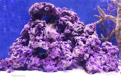 Coralline Algae - The Ultimate Guide | ARC Reef