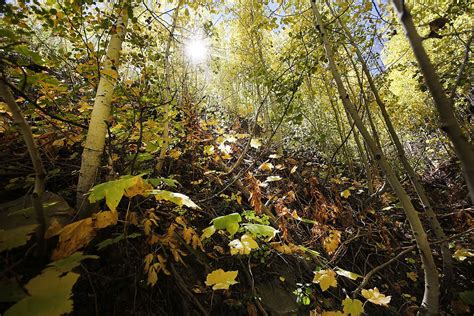 Fall Colors in the San Juan Mountains - The Durango Herald