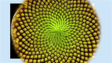 Fibonacci Numbers- Numbers in Nature - YouTube