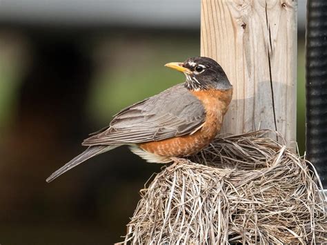 American Robin Nesting (All You Need To Know) | Bird Fact