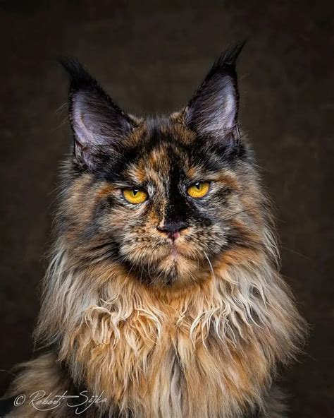 14 Incredible Portraits Of Maine Coon Cats You Need To See