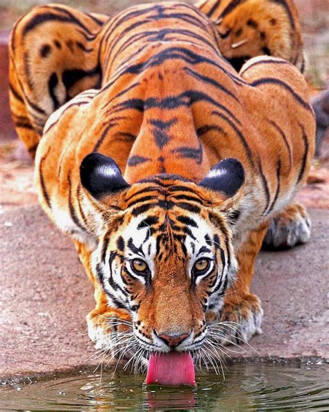 Pin by Paul Hudson on Critters | Most beautiful animals, Animals ...