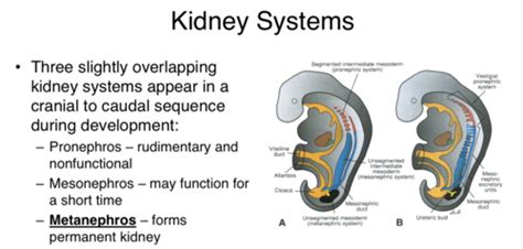 B5W4 (Embryology & Congenital Disorders of the Urinary System ...