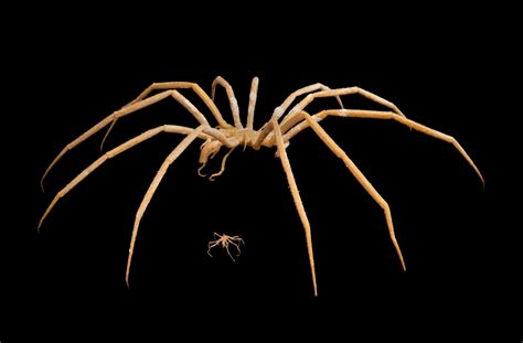 Heck no: the giant Antarctic sea spider - Australian Geographic