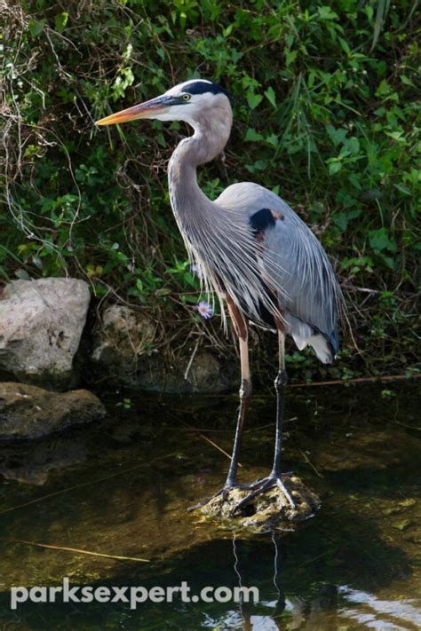 18 Exciting Everglades Hikes You Don't Want to Miss » The Parks Expert