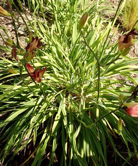 Hemerocallis fulva Calflora