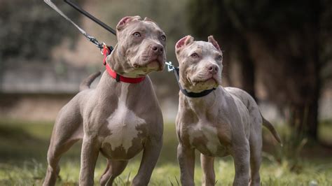 Britain to ban American XL bully dogs by the end of the year