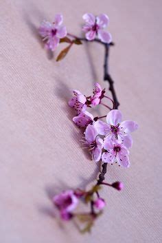 1000+ images about Purple Cherry Blossom on Pinterest | Cherry blossoms ...