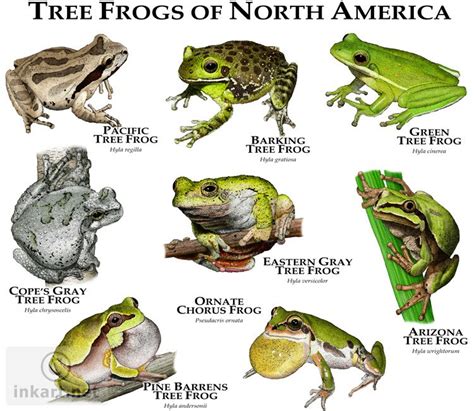 Tree Frogs of North America | Gray tree frog, Tree frogs, Animals