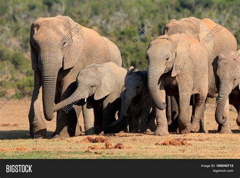 Herd African Elephants Image & Photo (Free Trial) | Bigstock