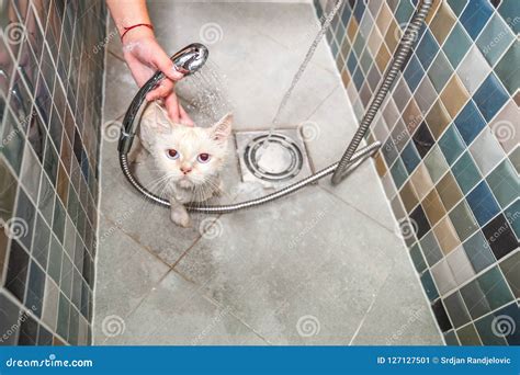 Bathing of the Beautiful White Persian Cat in the Bathtub in the Pet ...